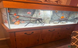 Discus fish for sale: 5 foot solid oak Fish Tank with Sump - Advert 11