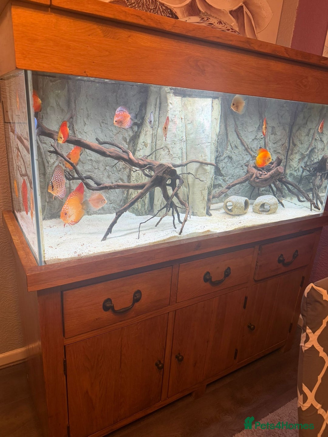 Discus fish for sale: 5 foot solid oak Fish Tank with Sump - Advert 11