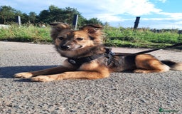 Mixed Breed dogs for adoption: 💖🐶 LINA 🐶💖 - Image 1