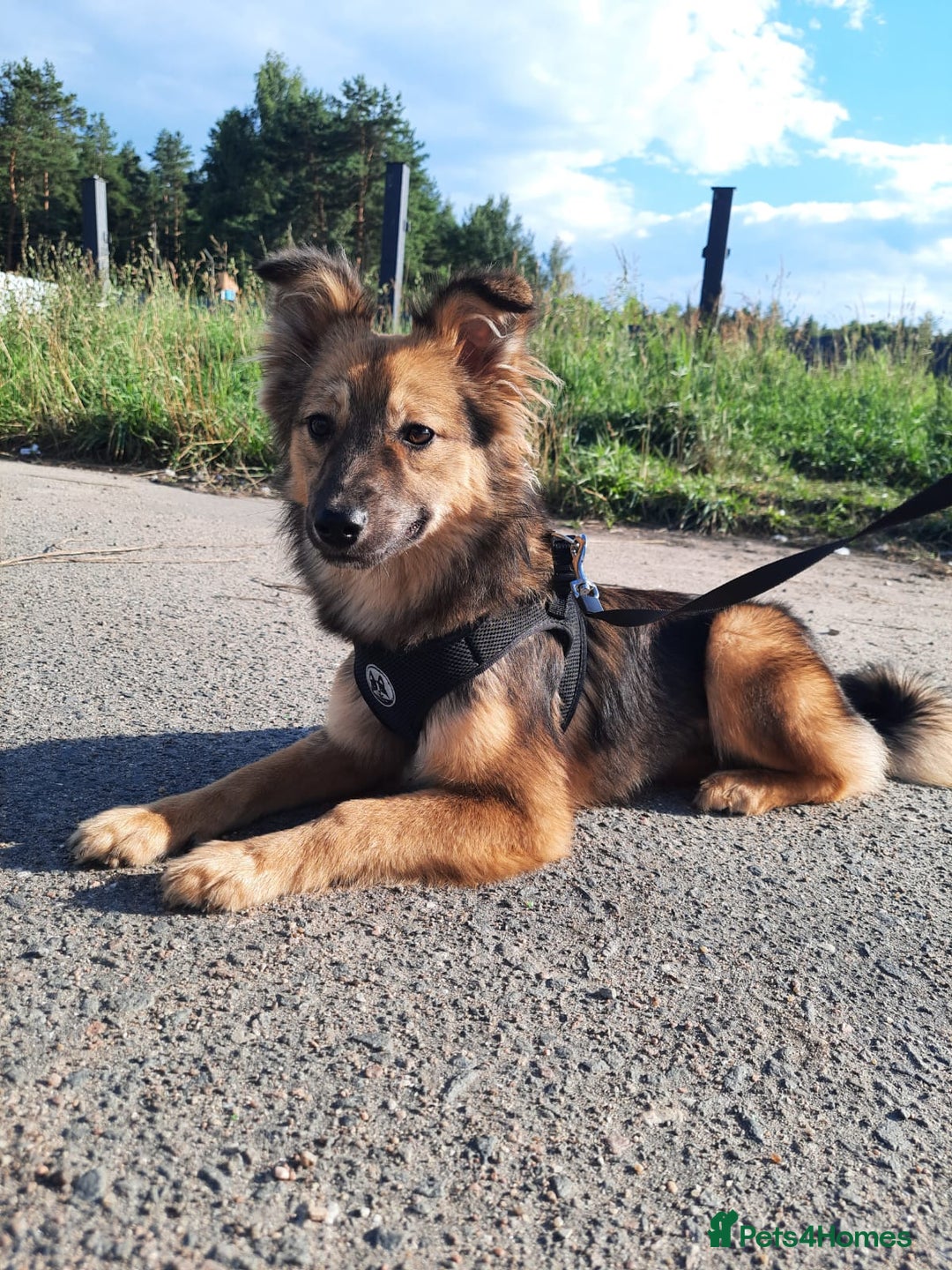 Mixed Breed dogs for adoption: 💖🐶 LINA 🐶💖 - Image 1