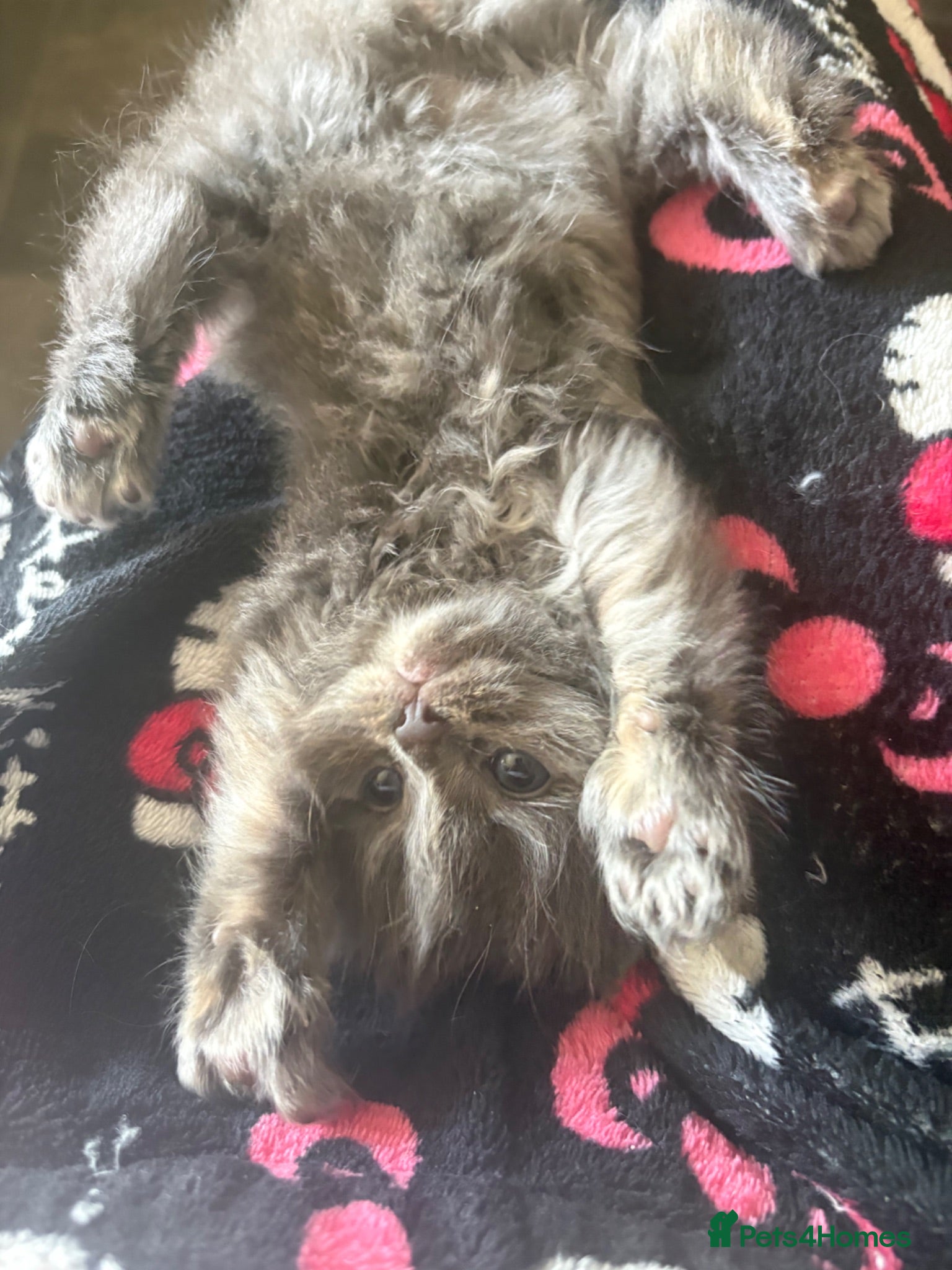 Mixed Breed cats Maine Coon cross Persian Kittens  - Advert 16