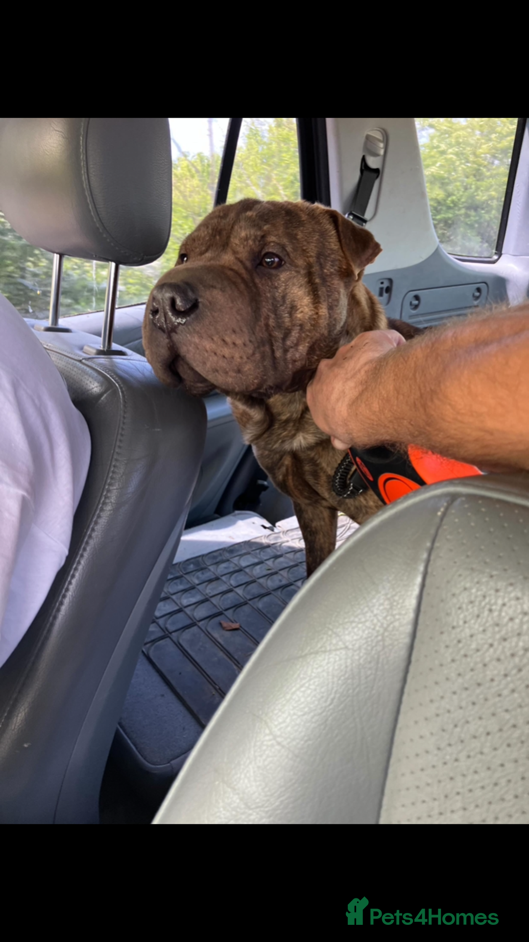 Mixed Breed dogs for stud: Sharpei x staffy  - Advert 8