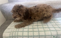 Cockapoo dogs for sale: Cockapoo puppies ready to find forever loving home - Image 2