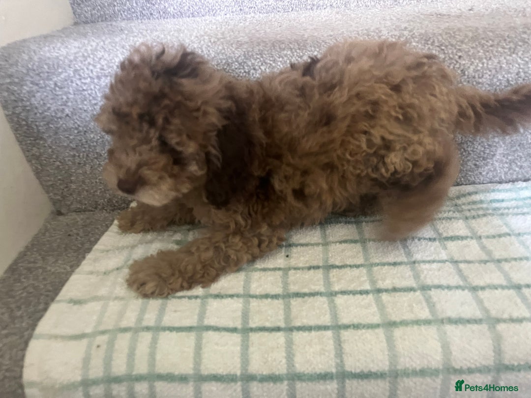 Cockapoo dogs for sale: Cockapoo puppies ready to find forever loving home - Image 2