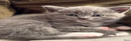 British Shorthair cats for sale: 5 beautiful BSH x Ragdoll kittens  - Advert 20