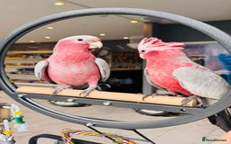 Parrots birds for sale: Parrots  - Image 4
