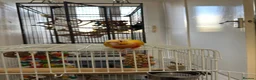 Conures birds for sale: Suncheek conure fully tame & hand reared - Advert 4