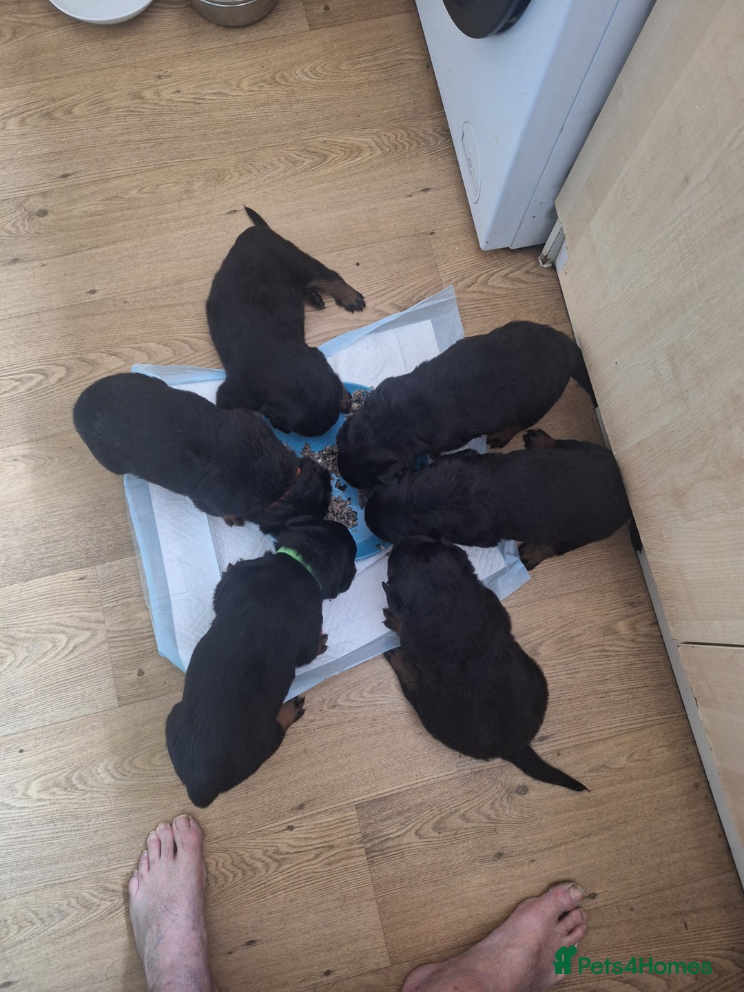 Rottweiler dogs for sale: Kc rottweiler puppies  - Image 5