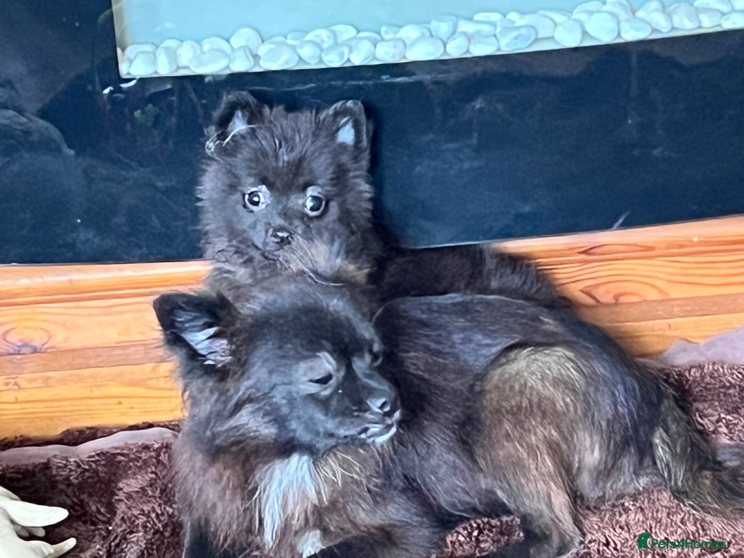 Pomeranian dogs for sale: 2 fluffy Pomeranians 1 boy 1 girl  - Image 9
