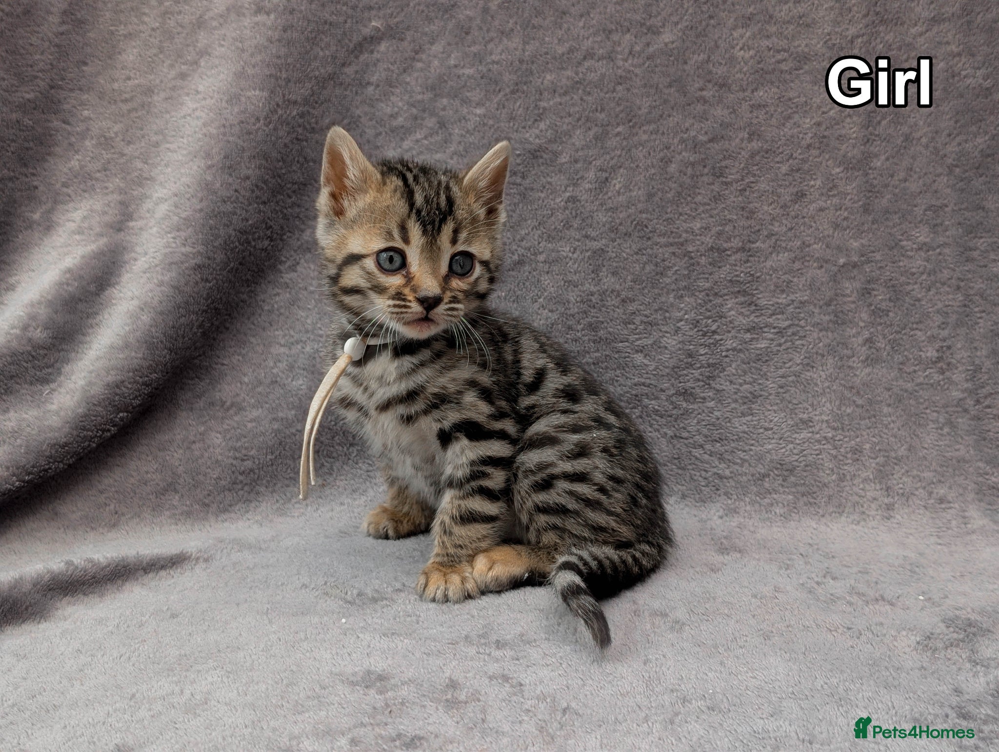 Bengal cats Bengal Kittens TICA | Glitter | Health Tested - Advert 1