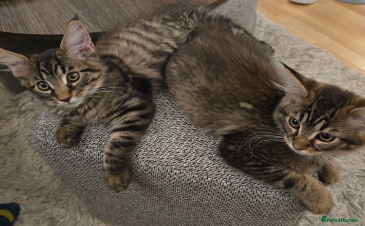 Maine Coon cats - Advert 9