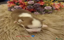 Siberian Husky dogs for sale: Siberian Husky puppies - Advert 2