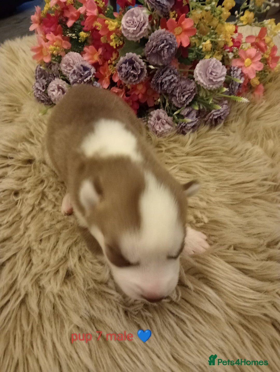 Siberian Husky dogs for sale: Siberian Husky puppies - Advert 2