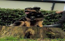 Mixed Breed dogs for sale: German shepherd pups  - Image 12
