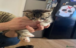 Mixed Breed cats for sale: Bengal X Ragdoll kittens - Image 8