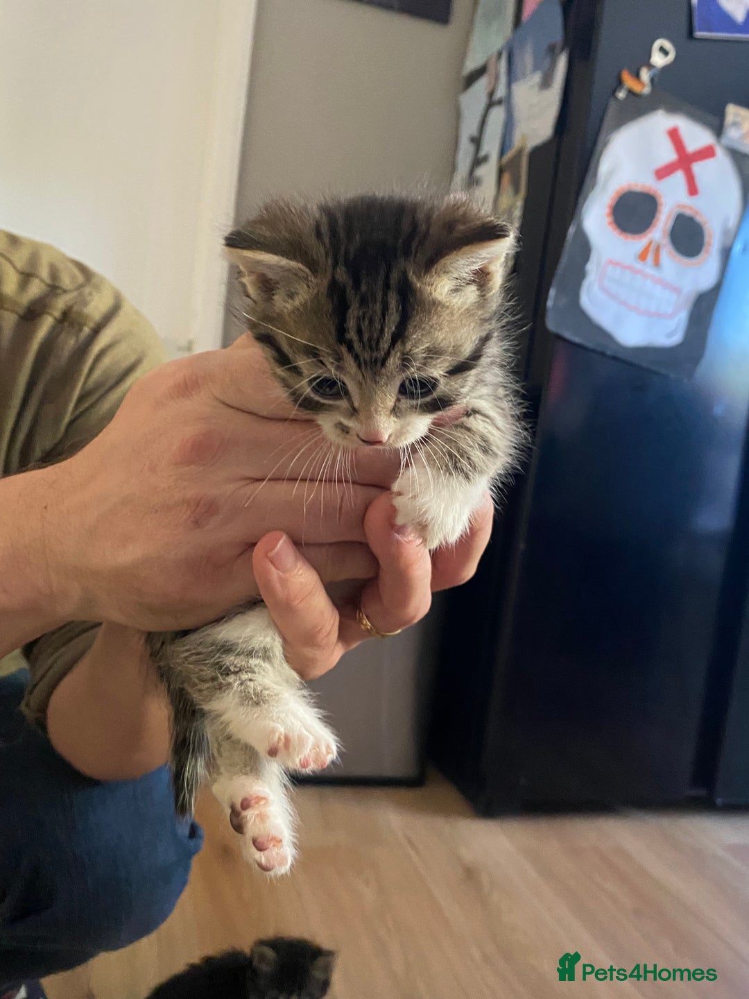 Mixed Breed cats for sale: Bengal X Ragdoll kittens - Image 8
