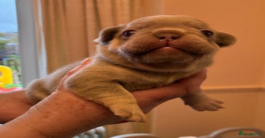 French Bulldog dogs KC Registered French Bulldog Puppies - Advert 7