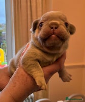 French Bulldog dogs KC Registered French Bulldog Puppies - Advert 3