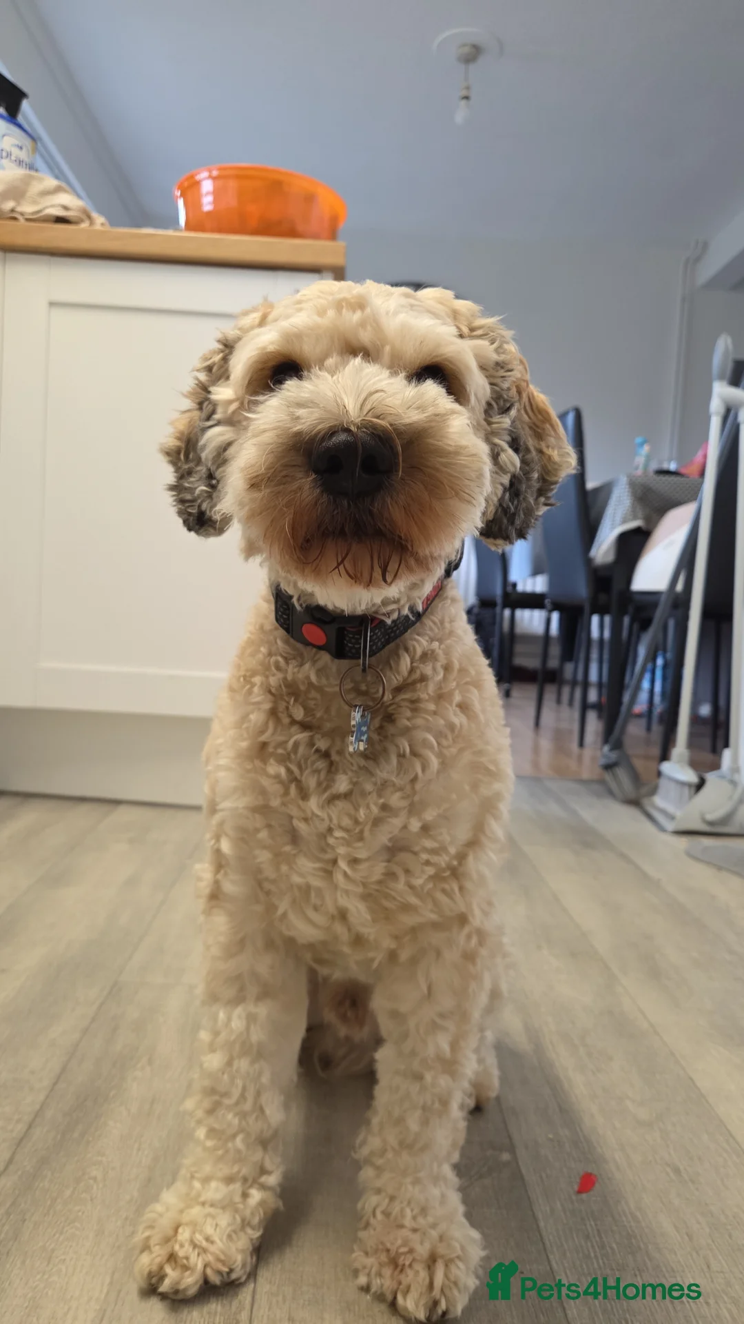 Cockapoo dogs for stud: Dexter in Brandon - Advert 1
