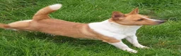Portuguese Podengo dogs for adoption: Comet - Advert 2