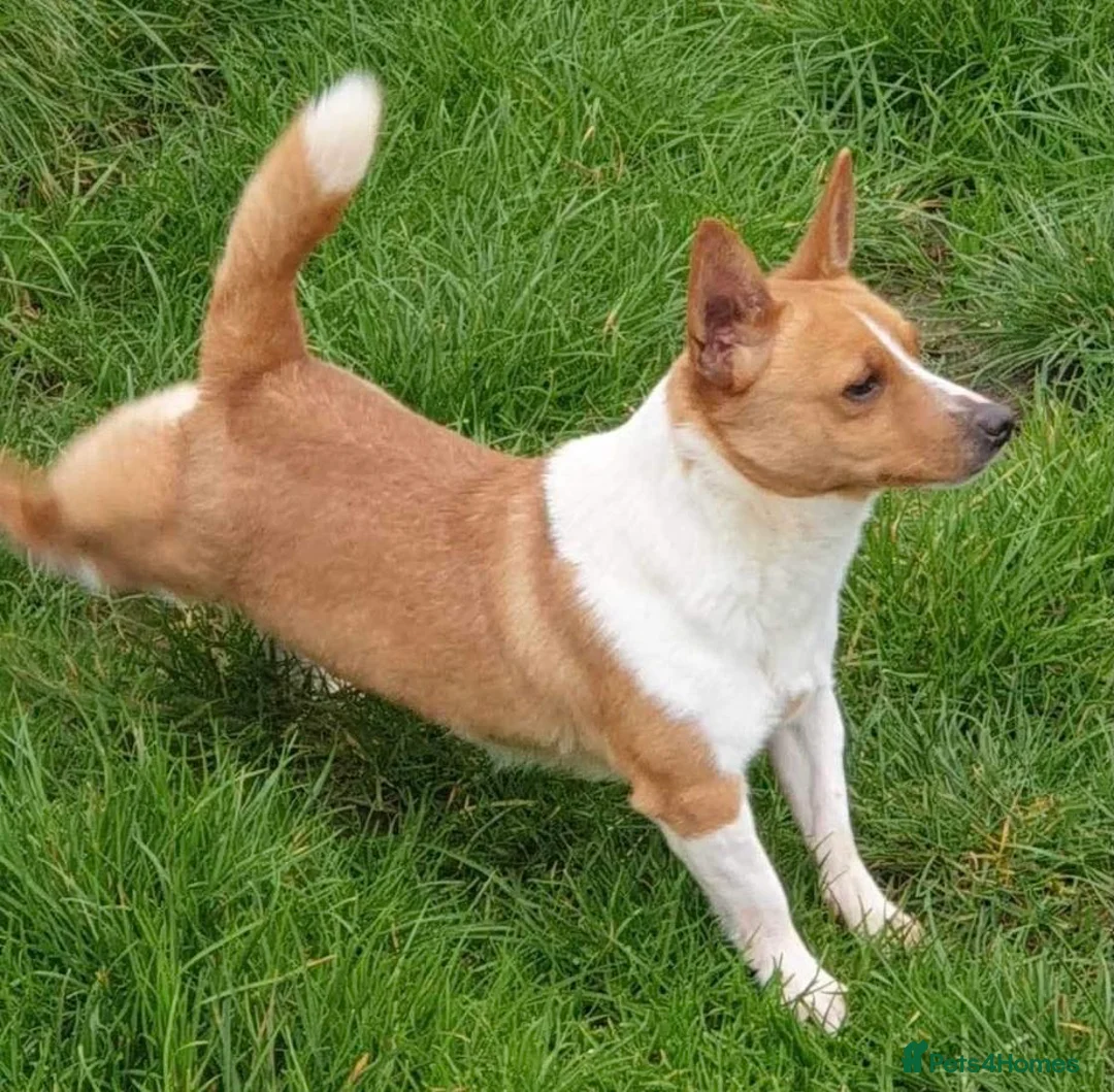 Portuguese Podengo dogs for adoption: Comet - Advert 2