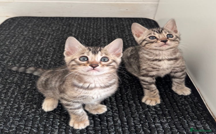 Bengal cats - Advert 12