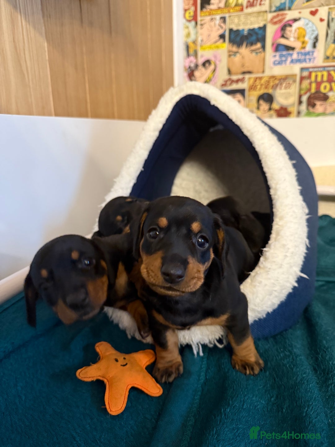 Miniature Dachshund dogs for sale: 🐾 Exceptional KC Miniature Dachshund Puppies ✨ - Advert 4