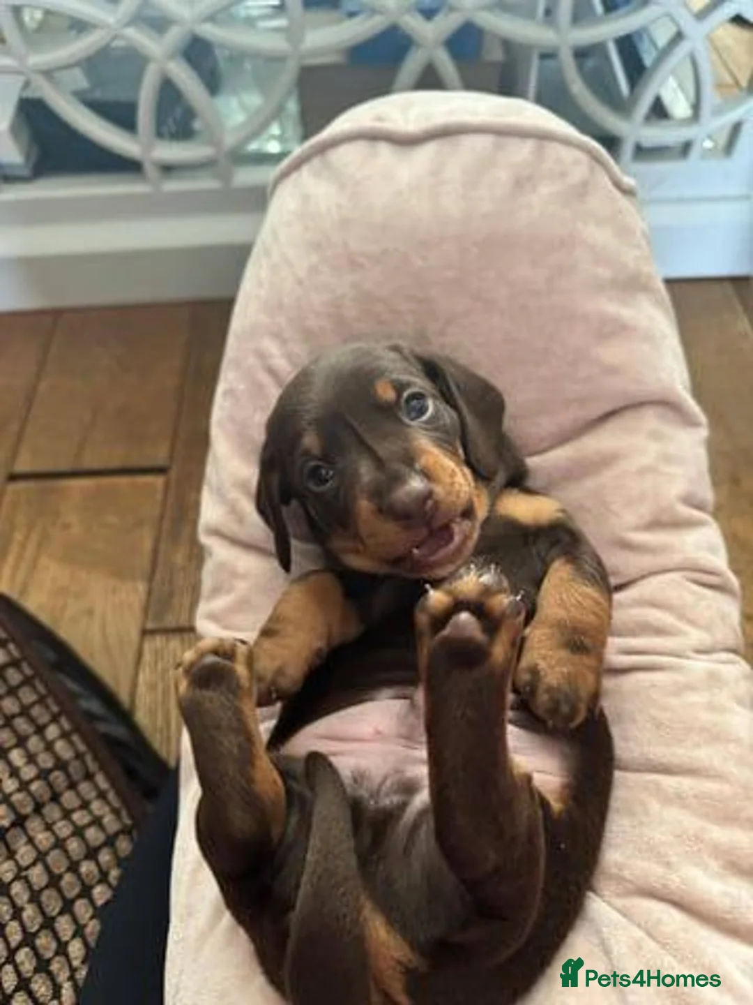 Miniature Dachshund dogs for sale: Miniature Dachshund Puppies in Preston - Advert 2