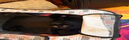 Mixed Breed cats for sale: 🖤 Beautiful 5-Month-Old Black Long-Haired Kitten  - Advert 8