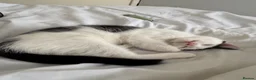 Mixed Breed cats for sale: Casper  in Sheffield - Advert 6