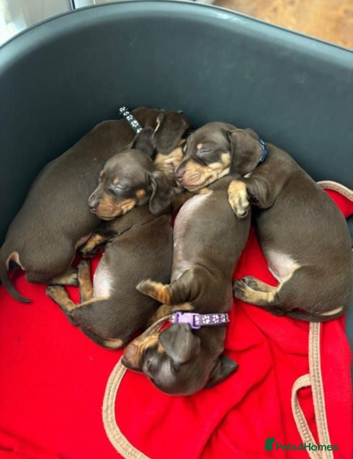Miniature Dachshund dogs BEAUTIFUL MINIATURE DACHSHUND PUPPIES FOR SALE - Advert 1
