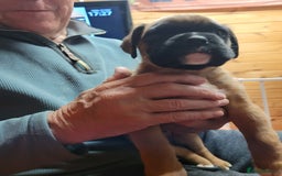 Boxer dogs for sale: KC Registered Boxer Puppies - Image 14