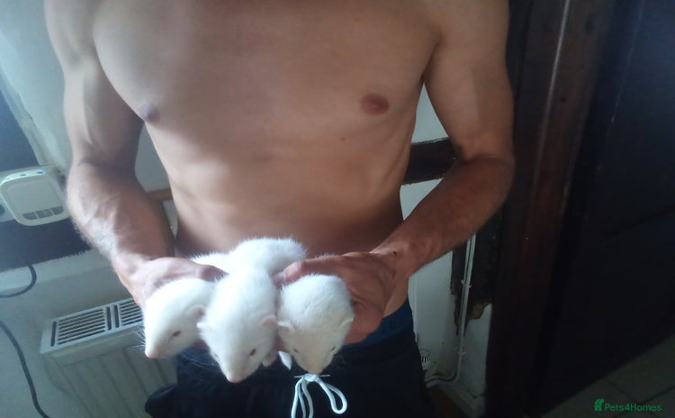 Ferret rodents - Advert 1
