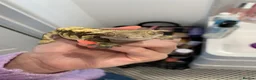 Gecko reptiles for sale: Male crested gecko  in Hertford - Advert 2