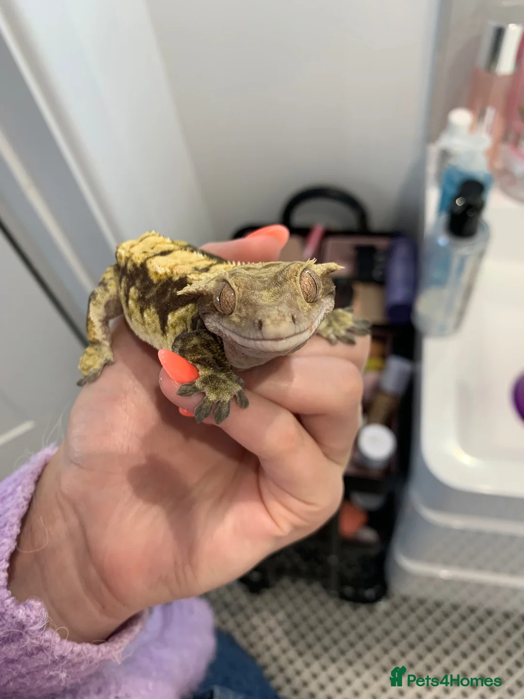 Gecko reptiles for sale: Male crested gecko  in Hertford - Advert 2