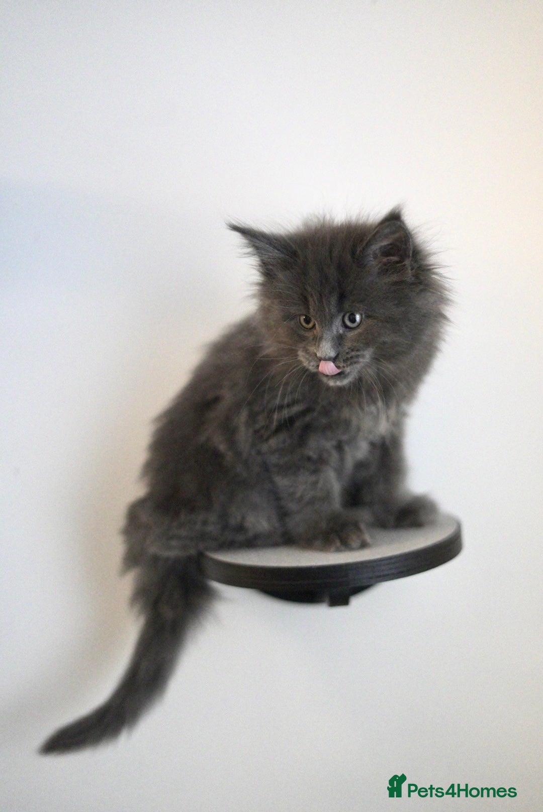 Maine Coon cats for sale: 3 Gorgeous Maine Coon Kittens – Fully Vet-Checked - Advert 9