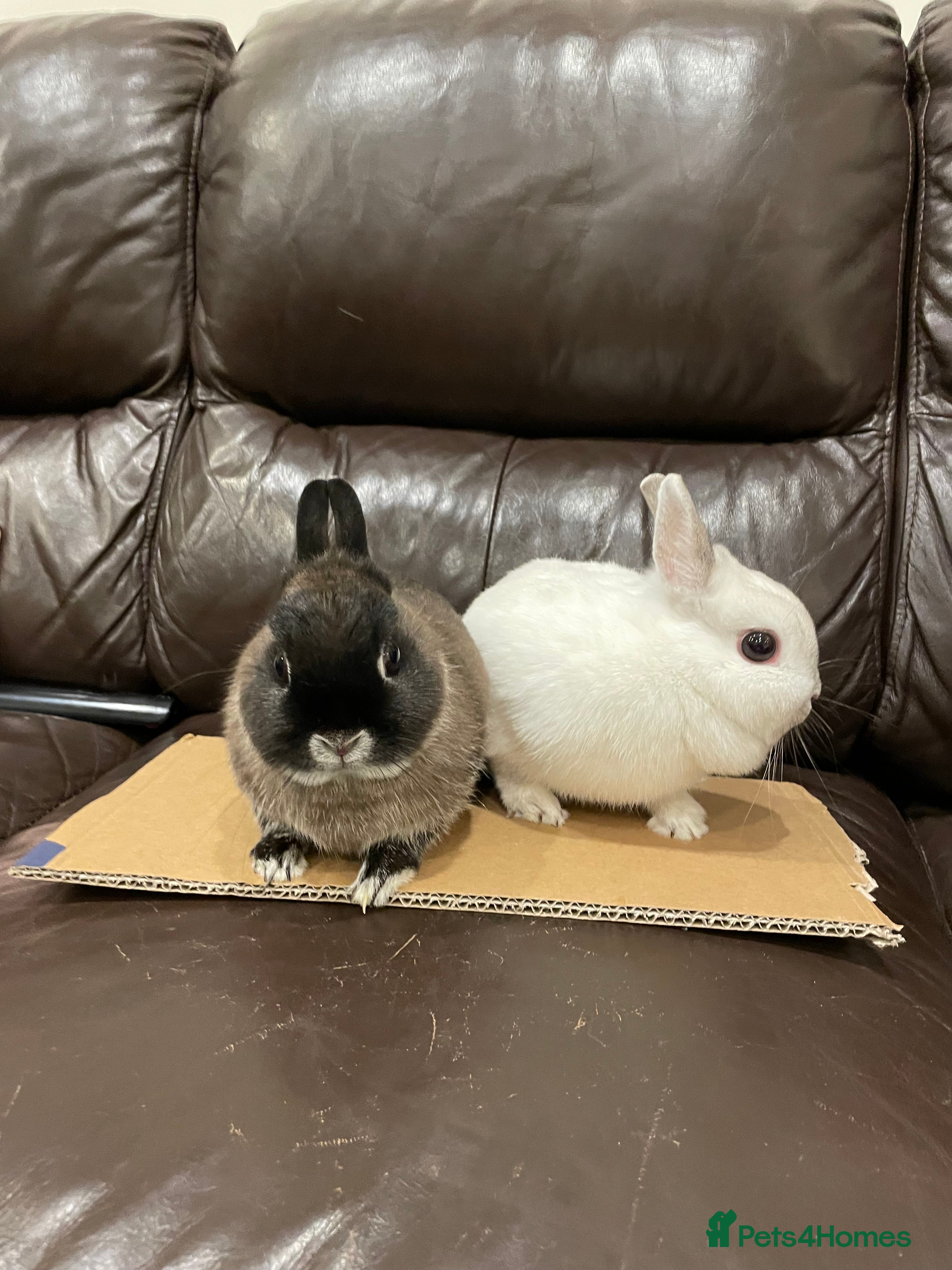 Netherland Dwarf rabbits 2x female Netherland Dwarf sisters  - Advert 4