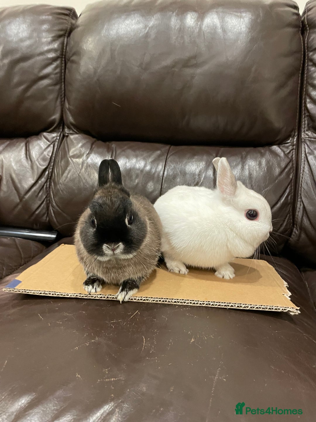 Netherland Dwarf rabbits for sale: 2x female Netherland Dwarf sisters  - Advert 1