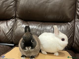 Netherland Dwarf rabbits 2x female Netherland Dwarf sisters - Advert 4