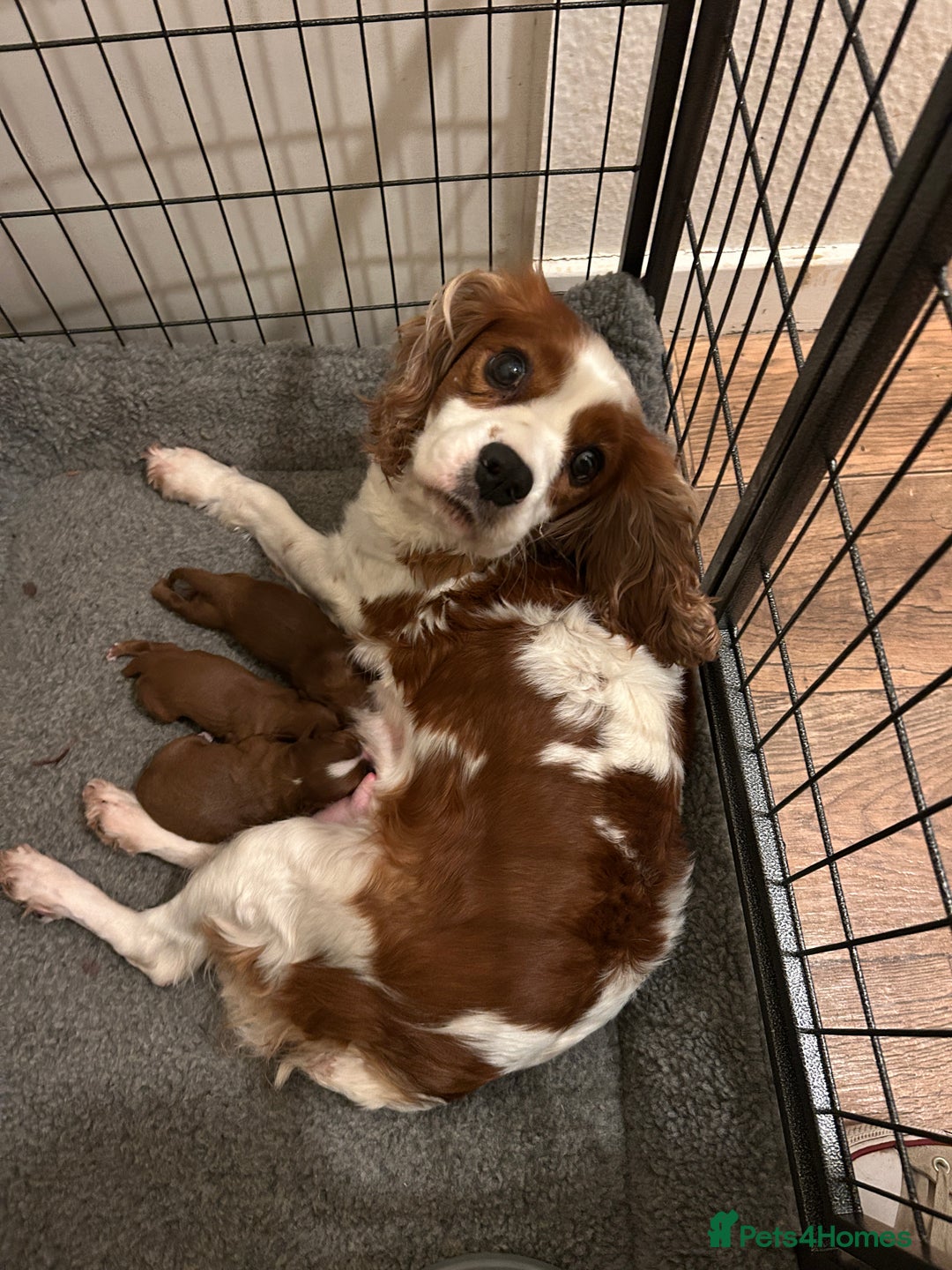 Cavalier King Charles Spaniel dogs for sale: Excessively tested Ruby Cavalier King Charles  - Image 6