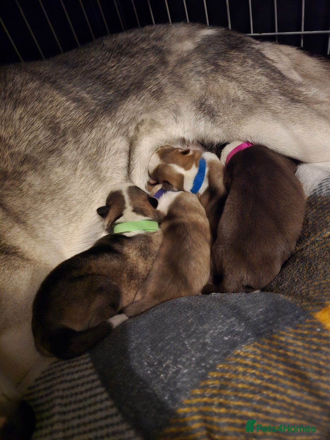 Siberian Husky dogs for sale: Husky puppies  - Advert 11