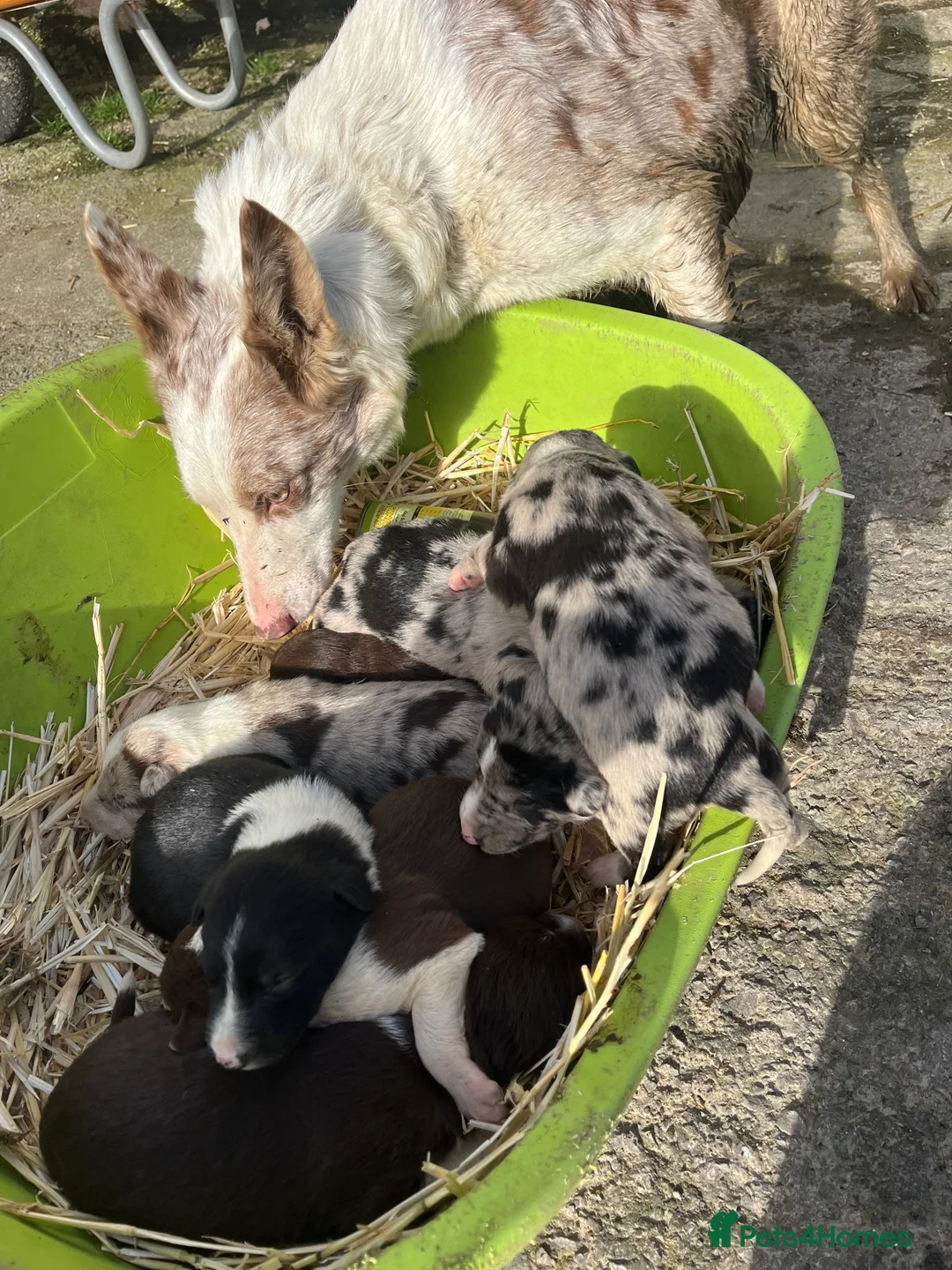 Mixed Breed dogs for sale: Border collie puppies - Advert 1