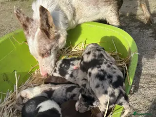 Mixed Breed dogs Border collie puppies - Advert 3