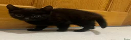 Mixed Breed cats for sale: 😍 3 Adorable Black & Tuxedo Kittens 🐈‍⬛💕 - Advert 27