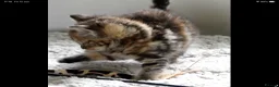 Mixed Breed cats for sale: Adorable Ragdoll x Maine Coon mix kittens  - Advert 12