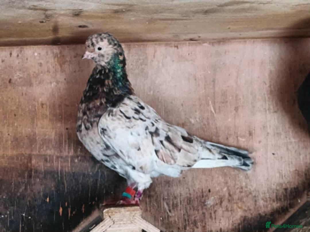 Pigeons birds for sale: Almond tumblers for sale  - Image 7