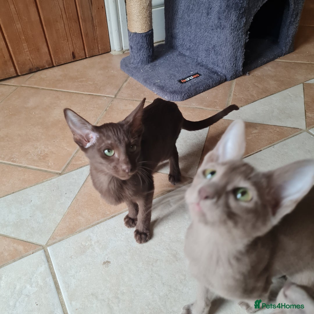 Suffolk cats for sale: Wonderful 5th generation home reared Suffolks - Advert 8