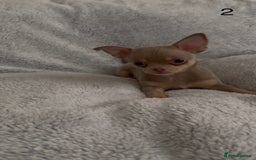 Chihuahua dogs for sale: Beautiful chihuahua pups - Image 5