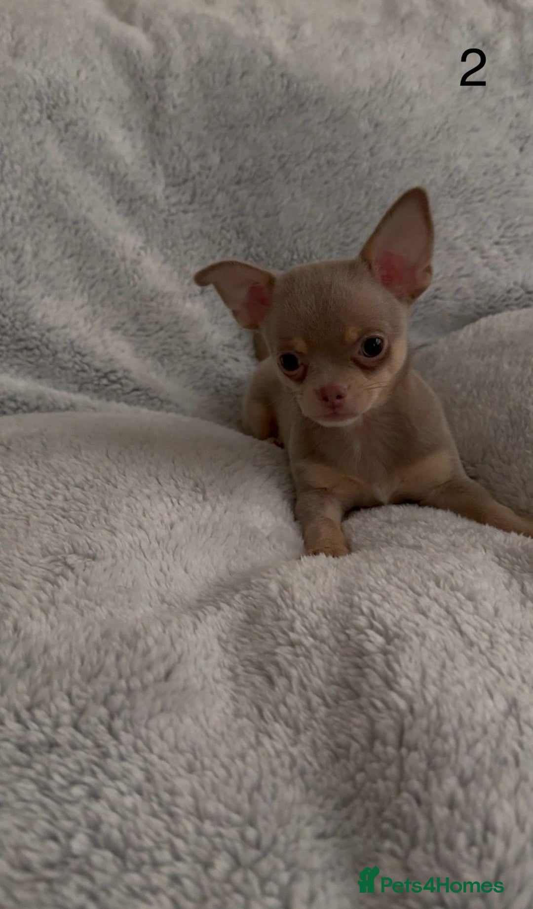 Chihuahua dogs for sale: Beautiful chihuahua pups - Image 5