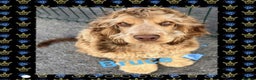 Cocker Spaniel dogs for sale: Cocker Spaniel Litter Due 🐾 - Advert 15